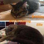 WSCat Gaming Group