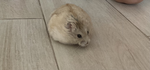 Random Hamster UGC