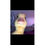 ᴋᴀᴛʜᴇʀɪɴᴇ ɢʀᴏᴜᴘ
