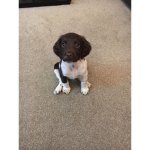 Pupy gang