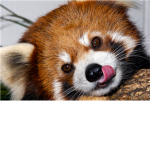 Da crazy panda lovers!