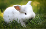 Bunny Rabbit Fighting