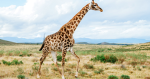 GIRAFFE GROUP*