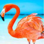 Flamingos Clothes