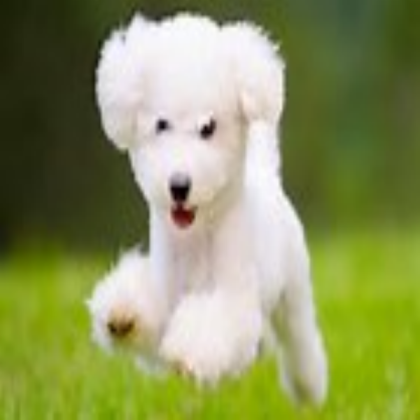 DOG Roblox decal