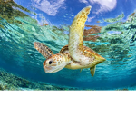 my little turtles