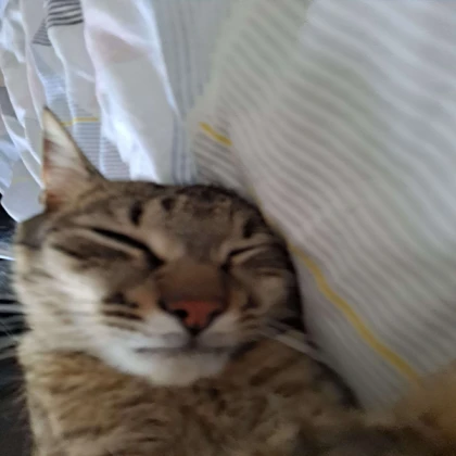 Sleepy Cat