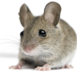 Mouse United, come quick!