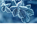 Council of Frost 8
