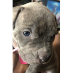My dog layla