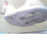 Hover Cat Lovers
