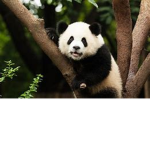 Pandas are endangered species!!!
