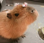 The Capybara Group :D