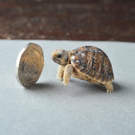 Turtle community!