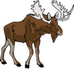 Cute Moose