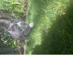 Cats of the house