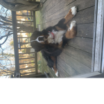 Puppies MUST Stick together