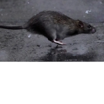 The Rat Appreciation Group