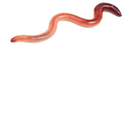 Juicy Earthworm Squad