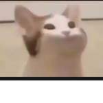 POP CAT!!!!!!!!!