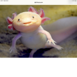 Axolotl ultimate