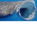 Whale Shark Fans