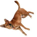 Doggo's Club!