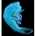 bio shrimp