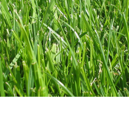 Escape The Grass Lands Obby (Pros only!)