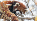 *+*+ Red Panda Legion *+*+