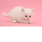 pinky cat group