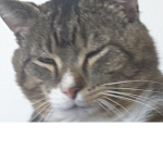 Its ur Boy Timmy