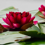 {ABL} Red Lotus