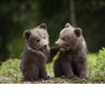 Bearzzforlife