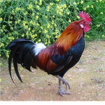 Save The Chickens!!!!