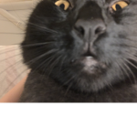 Random meme ppl