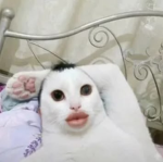 tO_XIAAB