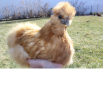 Little chicken