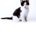 sox da cat