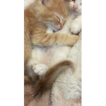 Catvibezz