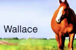 Wallecemo