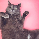love for cat be good