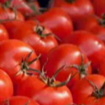 TOMATO??