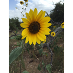 Sunflower clothingss