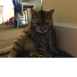 This is my kitty cat