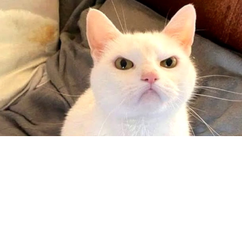 “the easiest obby”