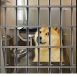 DONT LET THE killer DOGE OUT