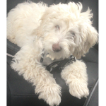 This is my dog George