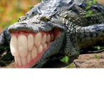 cringey crocodile fan club
