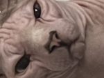 I Duri Come Max
